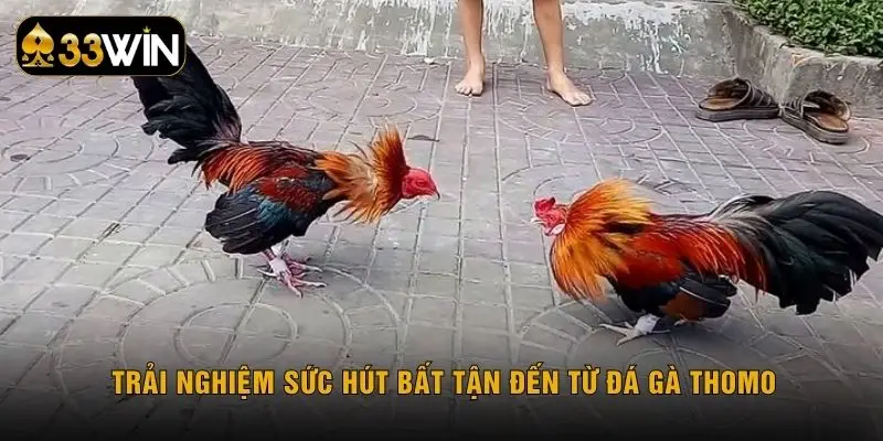 Trải nghiệm sức hút bất tận đến từ đá gà thomo